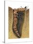 Tiger Beetle Larva (Cicindelidae), Insects-Encyclopaedia Britannica-Stretched Canvas