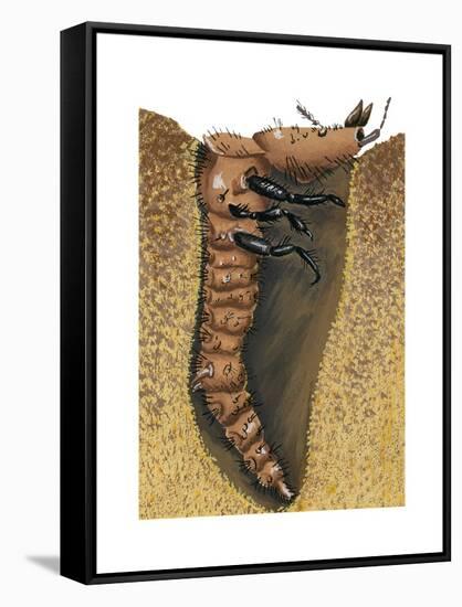 Tiger Beetle Larva (Cicindelidae), Insects-Encyclopaedia Britannica-Framed Stretched Canvas