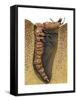 Tiger Beetle Larva (Cicindelidae), Insects-Encyclopaedia Britannica-Framed Stretched Canvas