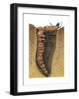 Tiger Beetle Larva (Cicindelidae), Insects-Encyclopaedia Britannica-Framed Art Print