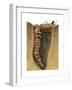 Tiger Beetle Larva (Cicindelidae), Insects-Encyclopaedia Britannica-Framed Art Print