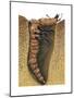 Tiger Beetle Larva (Cicindelidae), Insects-Encyclopaedia Britannica-Mounted Art Print