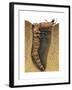 Tiger Beetle Larva (Cicindelidae), Insects-Encyclopaedia Britannica-Framed Art Print