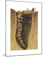 Tiger Beetle Larva (Cicindelidae), Insects-Encyclopaedia Britannica-Mounted Art Print