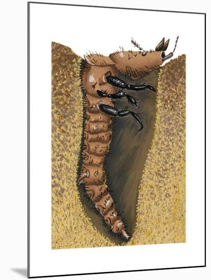 Tiger Beetle Larva (Cicindelidae), Insects-Encyclopaedia Britannica-Mounted Art Print