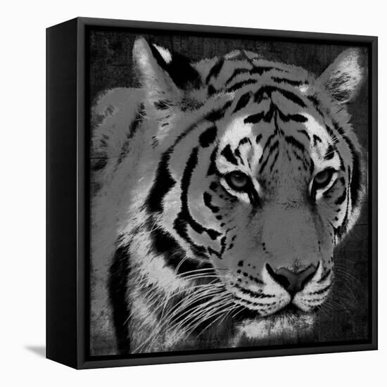 Tiger Black And White-Jace Grey-Framed Stretched Canvas