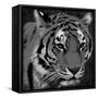 Tiger Black And White-Jace Grey-Framed Stretched Canvas