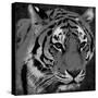 Tiger Black And White-Jace Grey-Stretched Canvas