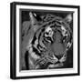 Tiger Black And White-Jace Grey-Framed Art Print