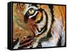 Tiger Burning Bright-Graeme Stevenson-Framed Stretched Canvas