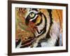 Tiger Burning Bright-Graeme Stevenson-Framed Giclee Print