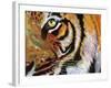 Tiger Burning Bright-Graeme Stevenson-Framed Giclee Print