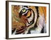 Tiger Burning Bright-Graeme Stevenson-Framed Giclee Print