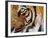 Tiger Burning Bright-Graeme Stevenson-Framed Giclee Print