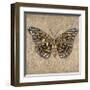 Tiger Butterfly-Jennifer Brice-Framed Giclee Print