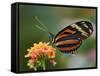 Tiger Butterfly-Adam Jones-Framed Stretched Canvas