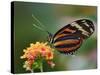 Tiger Butterfly-Adam Jones-Stretched Canvas