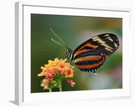 Tiger Butterfly-Adam Jones-Framed Photographic Print