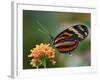 Tiger Butterfly-Adam Jones-Framed Photographic Print