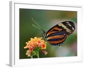 Tiger Butterfly-Adam Jones-Framed Photographic Print