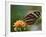 Tiger Butterfly-Adam Jones-Framed Photographic Print