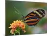 Tiger Butterfly-Adam Jones-Mounted Photographic Print