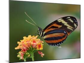 Tiger Butterfly-Adam Jones-Mounted Photographic Print