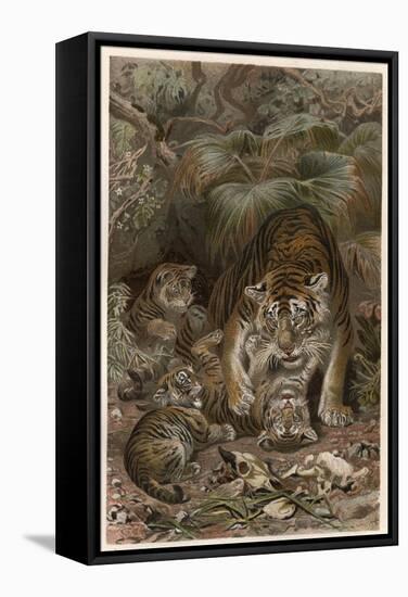 Tiger by Alfred Edmund Brehm-Stefano Bianchetti-Framed Stretched Canvas
