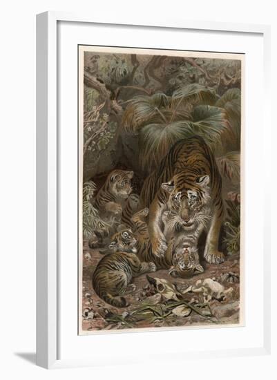 Tiger by Alfred Edmund Brehm-Stefano Bianchetti-Framed Giclee Print