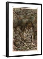 Tiger by Alfred Edmund Brehm-Stefano Bianchetti-Framed Giclee Print