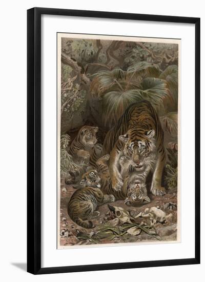 Tiger by Alfred Edmund Brehm-Stefano Bianchetti-Framed Giclee Print