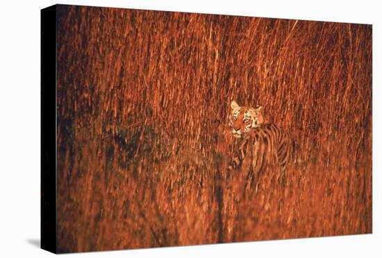 Tiger, Camouflaged Amid Tall, Golden Grass, Setting Out at Dusk For Night of Hunting-Stan Wayman-Stretched Canvas