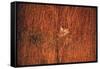Tiger, Camouflaged Amid Tall, Golden Grass, Setting Out at Dusk For Night of Hunting-Stan Wayman-Framed Stretched Canvas