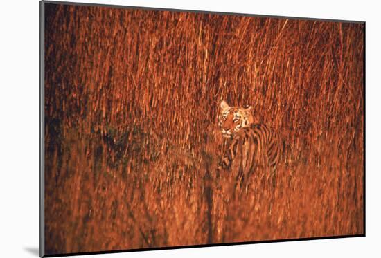 Tiger, Camouflaged Amid Tall, Golden Grass, Setting Out at Dusk For Night of Hunting-Stan Wayman-Mounted Photographic Print