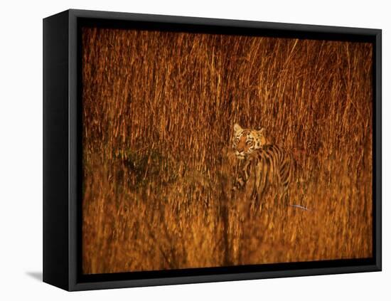 Tiger, Camouflaged Amidst Tall, Golden Grass, Setting Out at Dusk for Night of Hunting-Stan Wayman-Framed Stretched Canvas