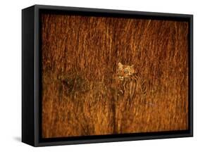 Tiger, Camouflaged Amidst Tall, Golden Grass, Setting Out at Dusk for Night of Hunting-Stan Wayman-Framed Stretched Canvas
