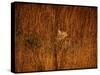 Tiger, Camouflaged Amidst Tall, Golden Grass, Setting Out at Dusk for Night of Hunting-Stan Wayman-Stretched Canvas