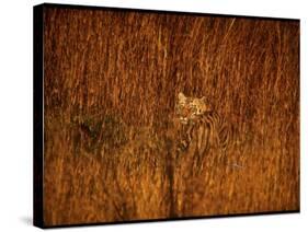 Tiger, Camouflaged Amidst Tall, Golden Grass, Setting Out at Dusk for Night of Hunting-Stan Wayman-Stretched Canvas
