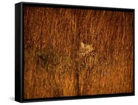 Tiger, Camouflaged Amidst Tall, Golden Grass, Setting Out at Dusk for Night of Hunting-Stan Wayman-Framed Stretched Canvas