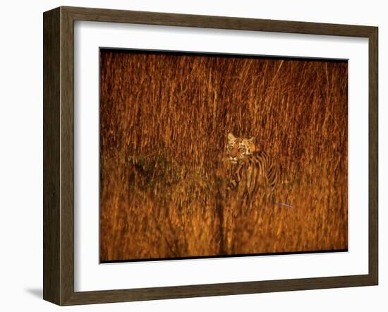 Tiger, Camouflaged Amidst Tall, Golden Grass, Setting Out at Dusk for Night of Hunting-Stan Wayman-Framed Photographic Print