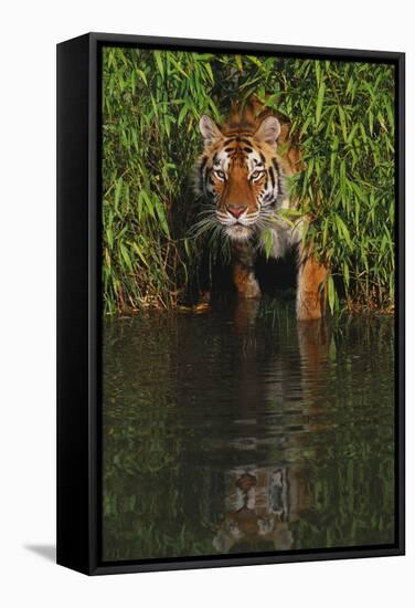 Tiger Casting Reflection in Pond Water as it Stalks from Bamboo Thicket (Captive)-Lynn M^ Stone-Framed Stretched Canvas