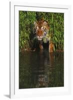 Tiger Casting Reflection in Pond Water as it Stalks from Bamboo Thicket (Captive)-Lynn M^ Stone-Framed Premium Photographic Print