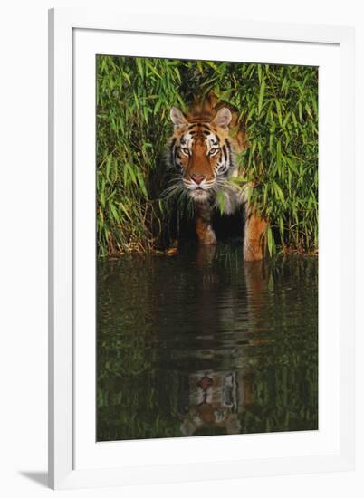 Tiger Casting Reflection in Pond Water as it Stalks from Bamboo Thicket (Captive)-Lynn M^ Stone-Framed Premium Photographic Print