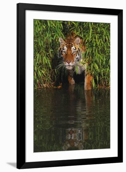 Tiger Casting Reflection in Pond Water as it Stalks from Bamboo Thicket (Captive)-Lynn M^ Stone-Framed Premium Photographic Print