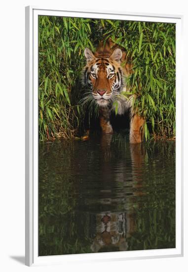 Tiger Casting Reflection in Pond Water as it Stalks from Bamboo Thicket (Captive)-Lynn M^ Stone-Framed Premium Photographic Print