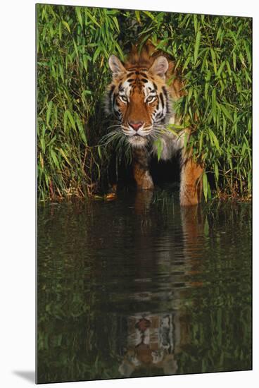 Tiger Casting Reflection in Pond Water as it Stalks from Bamboo Thicket (Captive)-Lynn M^ Stone-Mounted Premium Photographic Print