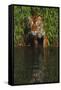 Tiger Casting Reflection in Pond Water as it Stalks from Bamboo Thicket (Captive)-Lynn M^ Stone-Framed Stretched Canvas