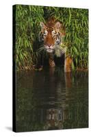 Tiger Casting Reflection in Pond Water as it Stalks from Bamboo Thicket (Captive)-Lynn M^ Stone-Stretched Canvas