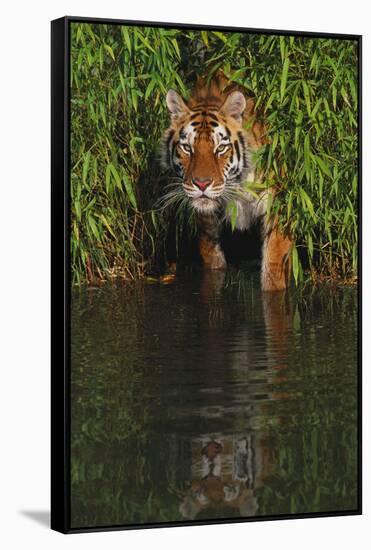 Tiger Casting Reflection in Pond Water as it Stalks from Bamboo Thicket (Captive)-Lynn M^ Stone-Framed Stretched Canvas