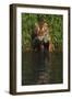 Tiger Casting Reflection in Pond Water as it Stalks from Bamboo Thicket (Captive)-Lynn M^ Stone-Framed Photographic Print